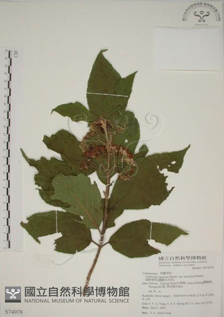 朝鮮紫珠、蘭嶼女兒茶藏品圖，第1張