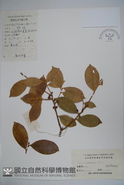 厚葉冬青藏品圖，第1張