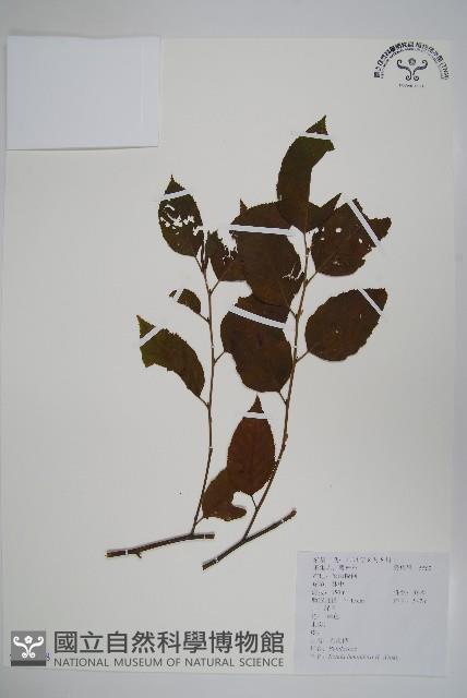 亮葉樺藏品圖，第1張