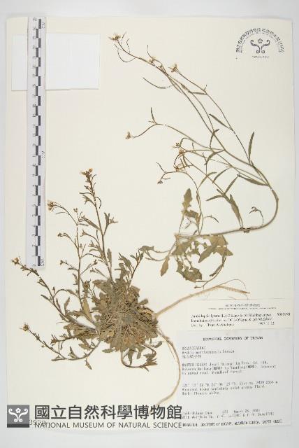 玉山筷子芥藏品圖，第1張