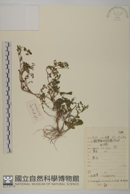 石胡荽、吐金草藏品圖，第1張