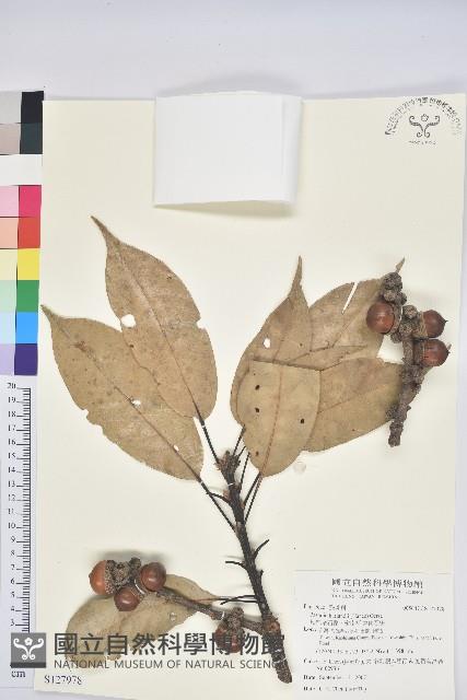 短尾葉石櫟、嶺南柯`東南石櫟藏品圖，第1張