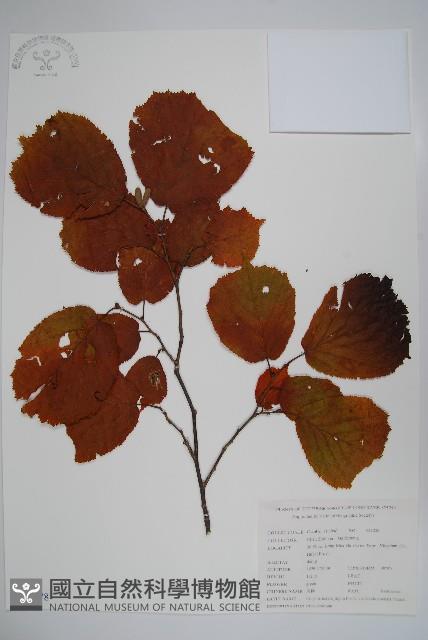 川榛藏品圖，第1張