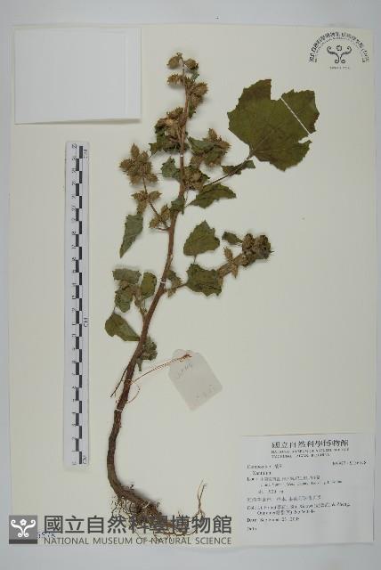 登錄號:S136578藏品圖，第1張