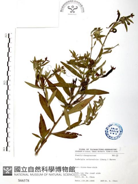 水丁香藏品圖，第1張