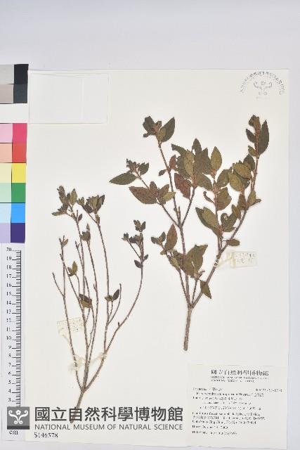 紅毛杜鵑藏品圖，第1張