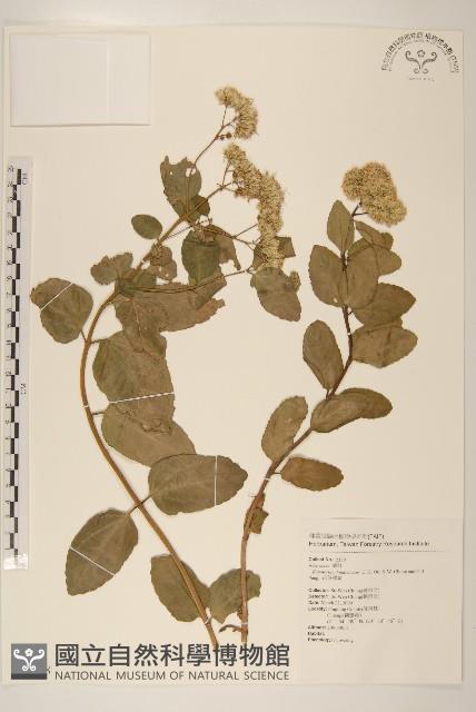 Accession Number:S076578 Collection Image, Figure 1, Total 2 Figures