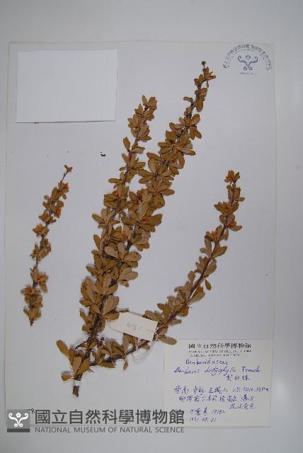 刺紅珠藏品圖，第1張