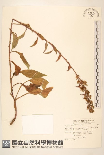 一枝黃花藏品圖，第1張