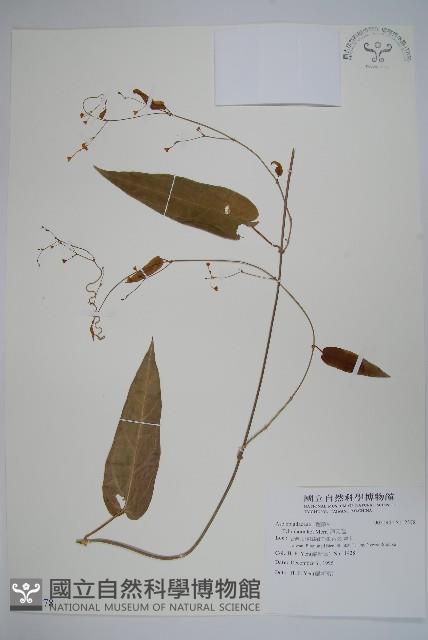 Accession Number:S112578 Collection Image, Figure 1, Total 2 Figures