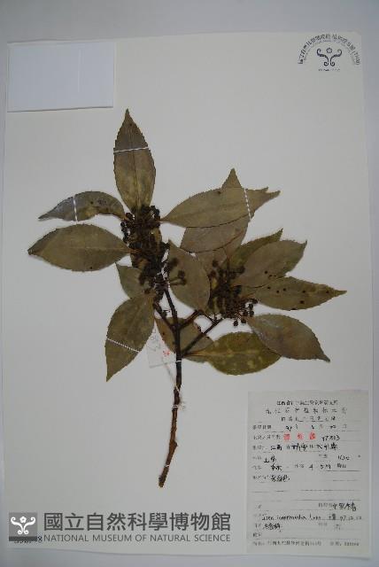 中型冬青藏品圖，第1張