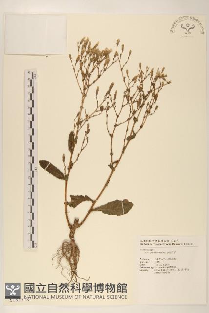 多頭苦菜、野剪刀股藏品圖，第1張