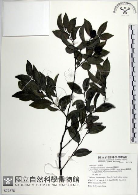 蘭嶼柿藏品圖，第1張