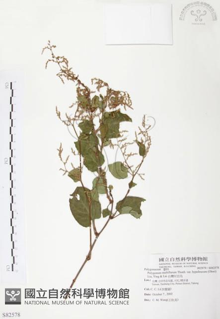 台灣何首烏藏品圖，第1張