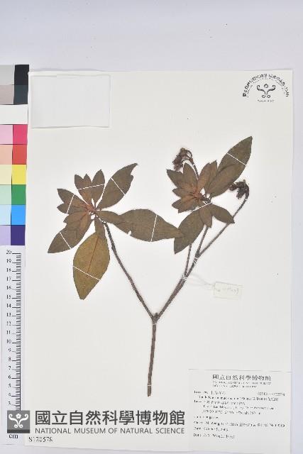 白花杜鵑藏品圖，第1張