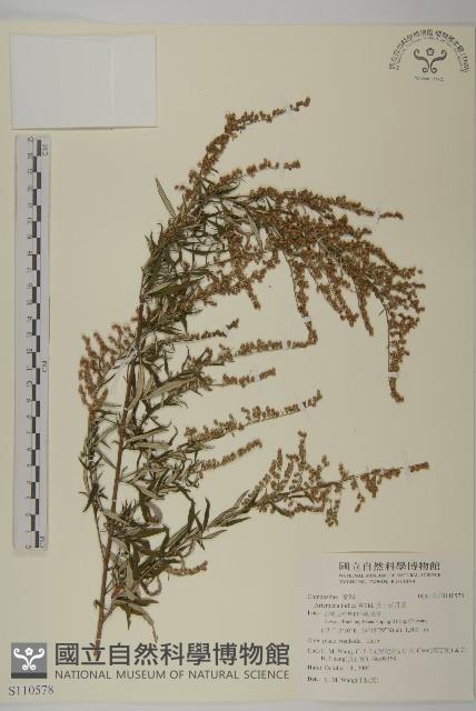 中南蒿藏品圖，第1張