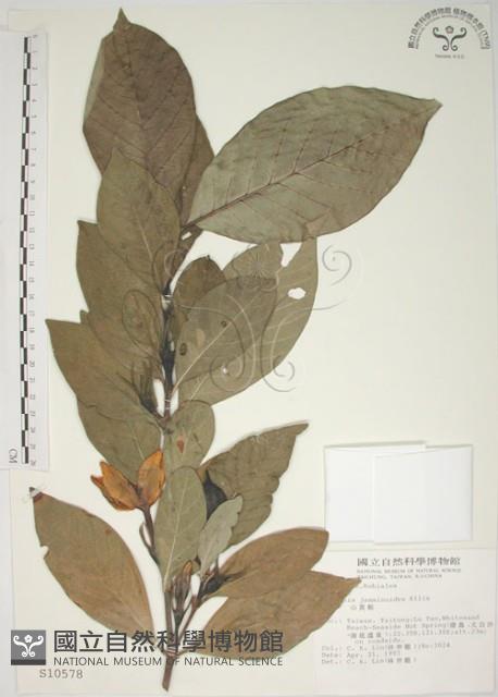 山黃梔藏品圖，第1張