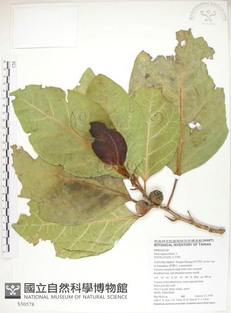 Angular-fruit Fig Collection Image