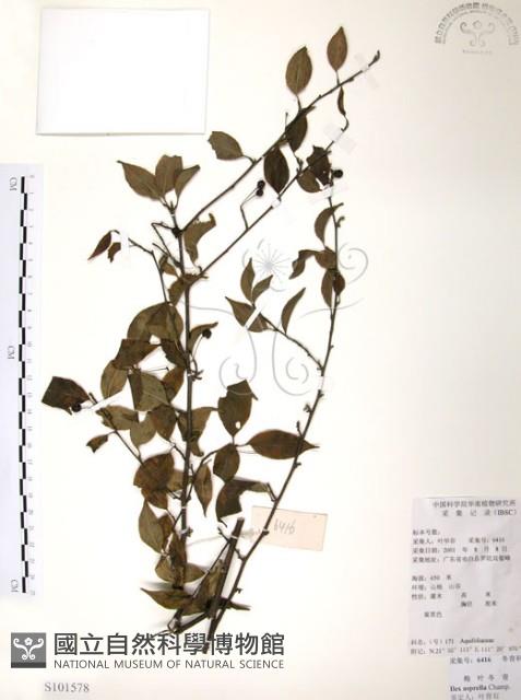 燈稱花、烏雞骨藏品圖，第1張