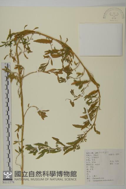 臭杏、土荊芥藏品圖，第1張