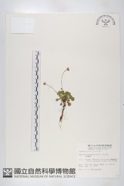 裂緣花藏品圖，第1張