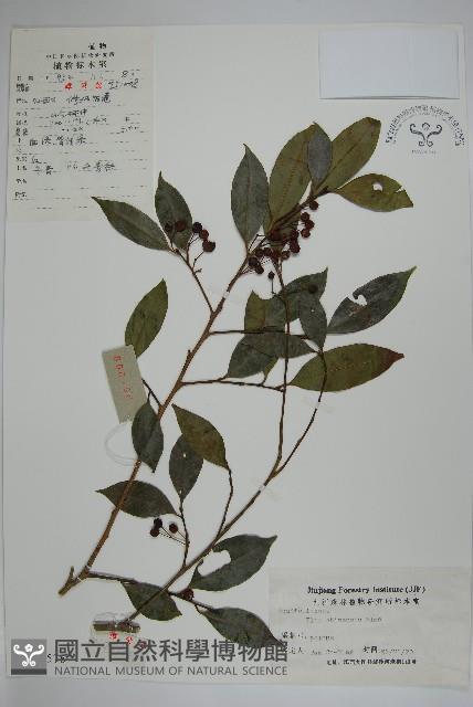 冬青藏品圖，第1張