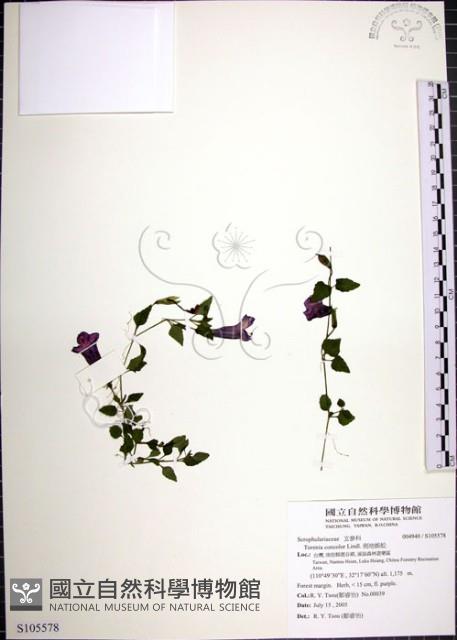 倒地蜈蚣藏品圖，第1張