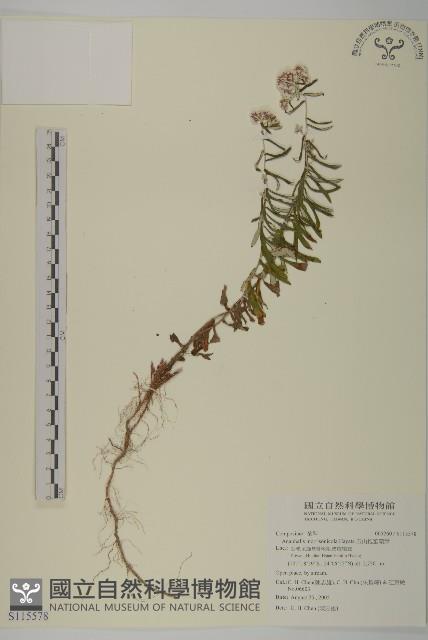 玉山抱莖籟簫藏品圖，第1張