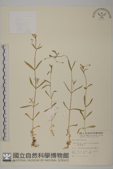 細葉卷耳藏品圖，第1張