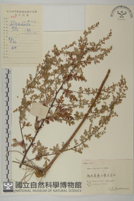 蒿子藏品圖，第1張