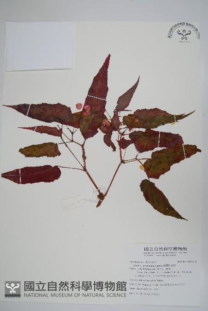 臺灣秋海棠藏品圖，第1張