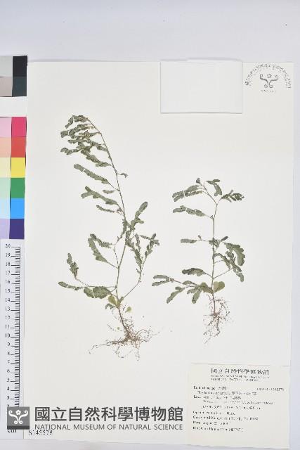 葉下珠、珠仔草藏品圖，第1張