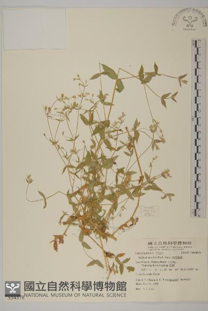 疏花繁縷藏品圖，第1張