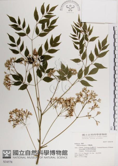 楝、苦楝藏品圖，第1張