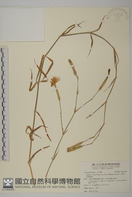 長萼瞿麥藏品圖，第1張