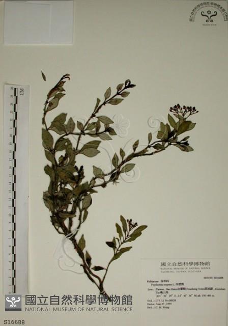 拎壁龍藏品圖，第1張