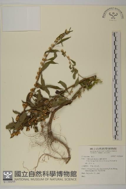 登錄號:S136688藏品圖，第1張