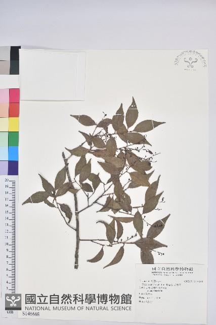 米飯花藏品圖，第1張