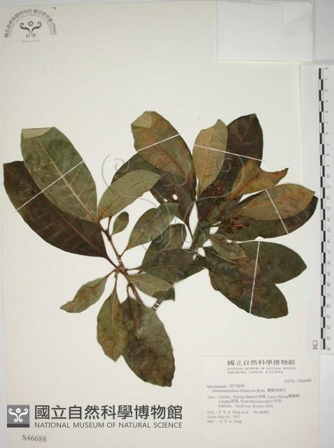 蘭嶼馬蹄花藏品圖，第1張