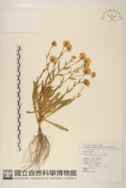 玉山飛蓬藏品圖，第1張