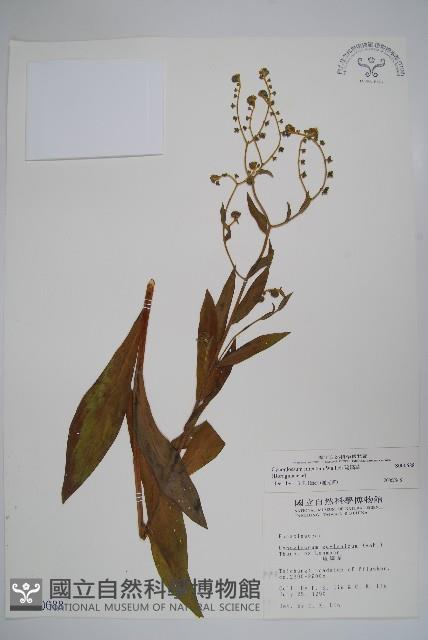 琉璃草藏品圖，第1張