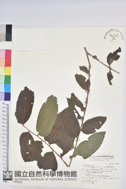 菲律賓饅頭果藏品圖，第1張