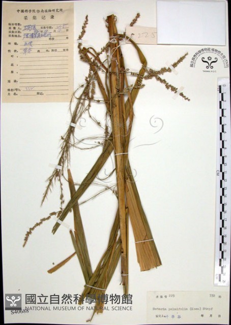 棕葉狗尾草藏品圖，第1張