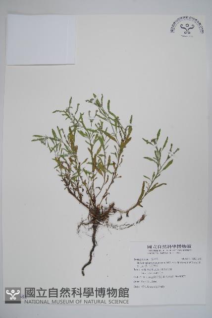 伏毛天芹菜藏品圖，第1張