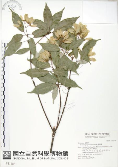 樟葉槭, 飛蛾子樹藏品圖，第1張