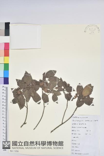 馬銀花藏品圖，第1張