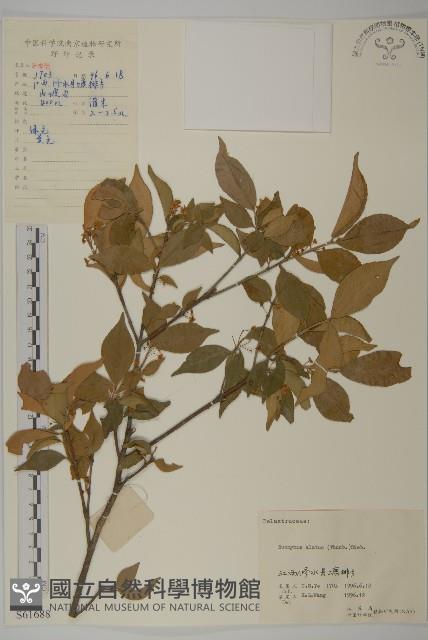 衛矛藏品圖，第1張