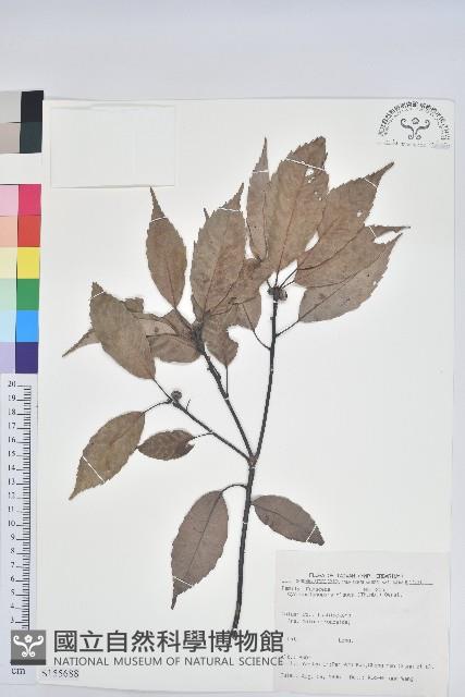 青剛櫟、鐵椆藏品圖，第1張