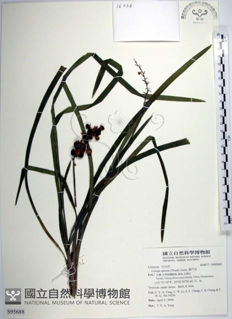 麥門冬藏品圖，第1張