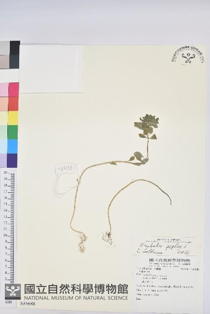 荸艾類大戟藏品圖，第1張